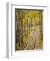 Two-Track Lane Through Fall Aspens, Near Telluride, Colorado-James Hager-Framed Photographic Print