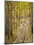 Two-Track Lane Through Fall Aspens, Near Telluride, Colorado-James Hager-Mounted Photographic Print