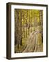 Two-Track Lane Through Fall Aspens, Near Telluride, Colorado-James Hager-Framed Photographic Print