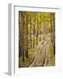 Two-Track Lane Through Fall Aspens, Near Telluride, Colorado-James Hager-Framed Photographic Print