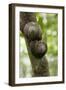 Two Tree Snails Copulate in Puerto Ricoõs El Yunque National Forest-Neil Losin-Framed Photographic Print