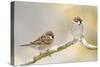 Two Tree Sparrows (Passer Montanus) Perched on a Snow Covered Branch, Perthshire, Scotland, UK-Fergus Gill-Stretched Canvas