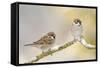 Two Tree Sparrows (Passer Montanus) Perched on a Snow Covered Branch, Perthshire, Scotland, UK-Fergus Gill-Framed Stretched Canvas