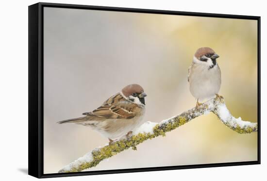 Two Tree Sparrows (Passer Montanus) Perched on a Snow Covered Branch, Perthshire, Scotland, UK-Fergus Gill-Framed Stretched Canvas