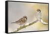 Two Tree Sparrows (Passer Montanus) Perched on a Snow Covered Branch, Perthshire, Scotland, UK-Fergus Gill-Framed Stretched Canvas