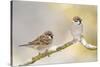 Two Tree Sparrows (Passer Montanus) Perched on a Snow Covered Branch, Perthshire, Scotland, UK-Fergus Gill-Stretched Canvas