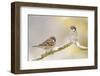 Two Tree Sparrows (Passer Montanus) Perched on a Snow Covered Branch, Perthshire, Scotland, UK-Fergus Gill-Framed Premium Photographic Print