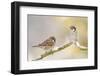 Two Tree Sparrows (Passer Montanus) Perched on a Snow Covered Branch, Perthshire, Scotland, UK-Fergus Gill-Framed Premium Photographic Print