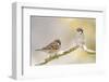 Two Tree Sparrows (Passer Montanus) Perched on a Snow Covered Branch, Perthshire, Scotland, UK-Fergus Gill-Framed Premium Photographic Print