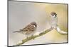 Two Tree Sparrows (Passer Montanus) Perched on a Snow Covered Branch, Perthshire, Scotland, UK-Fergus Gill-Mounted Premium Photographic Print