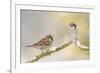 Two Tree Sparrows (Passer Montanus) Perched on a Snow Covered Branch, Perthshire, Scotland, UK-Fergus Gill-Framed Photographic Print