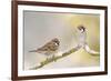 Two Tree Sparrows (Passer Montanus) Perched on a Snow Covered Branch, Perthshire, Scotland, UK-Fergus Gill-Framed Photographic Print