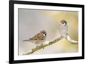 Two Tree Sparrows (Passer Montanus) Perched on a Snow Covered Branch, Perthshire, Scotland, UK-Fergus Gill-Framed Photographic Print