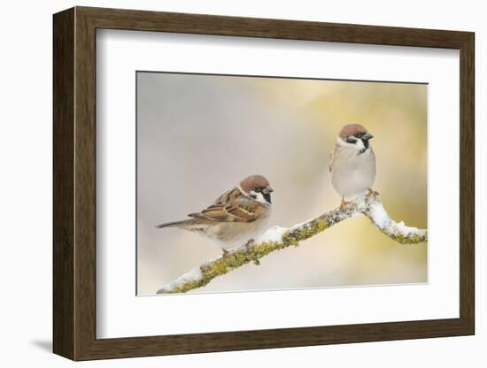 Two Tree Sparrows (Passer Montanus) Perched on a Snow Covered Branch, Perthshire, Scotland, UK-Fergus Gill-Framed Photographic Print