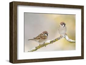 Two Tree Sparrows (Passer Montanus) Perched on a Snow Covered Branch, Perthshire, Scotland, UK-Fergus Gill-Framed Photographic Print