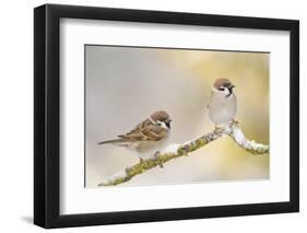 Two Tree Sparrows (Passer Montanus) Perched on a Snow Covered Branch, Perthshire, Scotland, UK-Fergus Gill-Framed Photographic Print