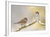 Two Tree Sparrows (Passer Montanus) Perched on a Snow Covered Branch, Perthshire, Scotland, UK-Fergus Gill-Framed Photographic Print