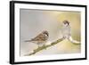 Two Tree Sparrows (Passer Montanus) Perched on a Snow Covered Branch, Perthshire, Scotland, UK-Fergus Gill-Framed Photographic Print