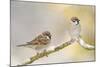 Two Tree Sparrows (Passer Montanus) Perched on a Snow Covered Branch, Perthshire, Scotland, UK-Fergus Gill-Mounted Photographic Print