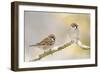 Two Tree Sparrows (Passer Montanus) Perched on a Snow Covered Branch, Perthshire, Scotland, UK-Fergus Gill-Framed Photographic Print