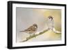 Two Tree Sparrows (Passer Montanus) Perched on a Snow Covered Branch, Perthshire, Scotland, UK-Fergus Gill-Framed Photographic Print