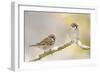 Two Tree Sparrows (Passer Montanus) Perched on a Snow Covered Branch, Perthshire, Scotland, UK-Fergus Gill-Framed Photographic Print