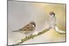 Two Tree Sparrows (Passer Montanus) Perched on a Snow Covered Branch, Perthshire, Scotland, UK-Fergus Gill-Mounted Photographic Print