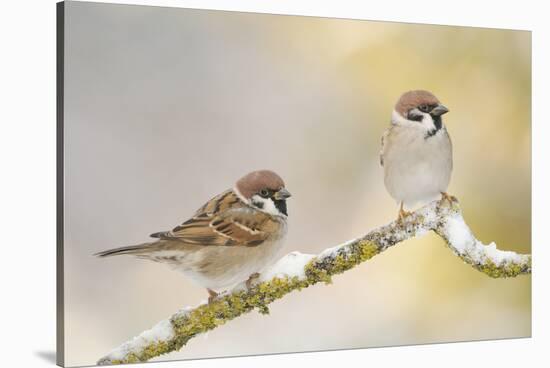 Two Tree Sparrows (Passer Montanus) Perched on a Snow Covered Branch, Perthshire, Scotland, UK-Fergus Gill-Stretched Canvas