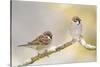 Two Tree Sparrows (Passer Montanus) Perched on a Snow Covered Branch, Perthshire, Scotland, UK-Fergus Gill-Stretched Canvas