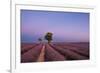 Two trees at the end of a lavender field at dusk, Plateau de Valensole, Provence, France-Francesco Fanti-Framed Photographic Print