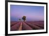 Two trees at the end of a lavender field at dusk, Plateau de Valensole, Provence, France-Francesco Fanti-Framed Photographic Print