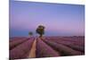 Two trees at the end of a lavender field at dusk, Plateau de Valensole, Provence, France-Francesco Fanti-Mounted Photographic Print