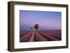 Two trees at the end of a lavender field at dusk, Plateau de Valensole, Provence, France-Francesco Fanti-Framed Photographic Print