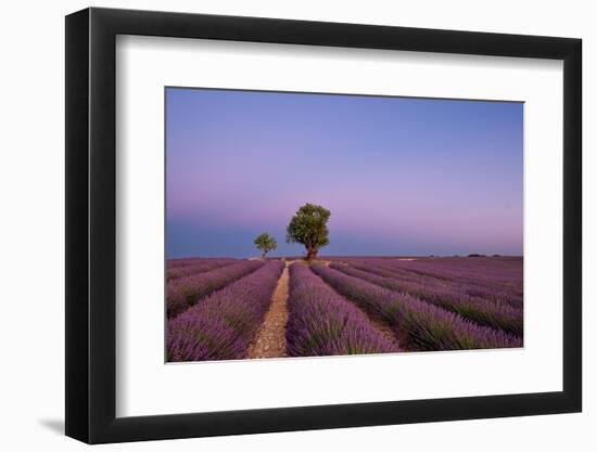 Two trees at the end of a lavender field at dusk, Plateau de Valensole, Provence, France-Francesco Fanti-Framed Photographic Print