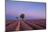 Two trees at the end of a lavender field at dusk, Plateau de Valensole, Provence, France-Francesco Fanti-Mounted Photographic Print