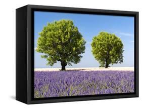 Two Trees in a Lavender Field, Provence, France-Nadia Isakova-Framed Stretched Canvas