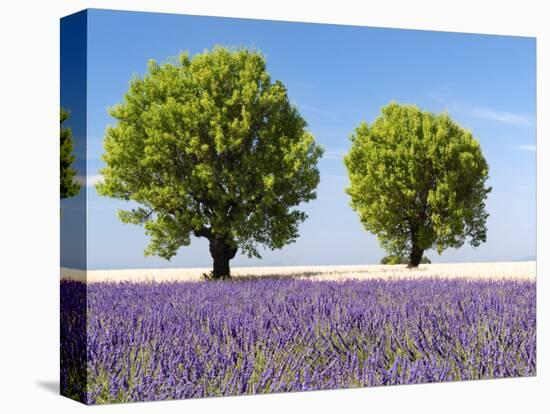 Two Trees in a Lavender Field, Provence, France-Nadia Isakova-Stretched Canvas