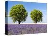 Two Trees in a Lavender Field, Provence, France-Nadia Isakova-Stretched Canvas
