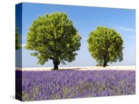 Two Trees in a Lavender Field, Provence, France-Nadia Isakova-Stretched Canvas