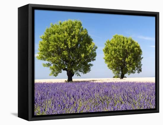 Two Trees in a Lavender Field, Provence, France-Nadia Isakova-Framed Stretched Canvas