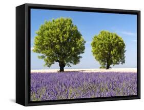 Two Trees in a Lavender Field, Provence, France-Nadia Isakova-Framed Stretched Canvas