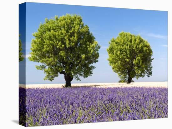 Two Trees in a Lavender Field, Provence, France-Nadia Isakova-Stretched Canvas