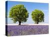 Two Trees in a Lavender Field, Provence, France-Nadia Isakova-Stretched Canvas