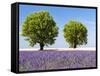Two Trees in a Lavender Field, Provence, France-Nadia Isakova-Framed Stretched Canvas