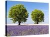 Two Trees in a Lavender Field, Provence, France-Nadia Isakova-Stretched Canvas