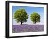 Two Trees in a Lavender Field, Provence, France-Nadia Isakova-Framed Premium Photographic Print