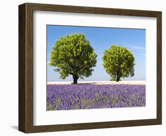 Two Trees in a Lavender Field, Provence, France-Nadia Isakova-Framed Photographic Print