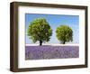 Two Trees in a Lavender Field, Provence, France-Nadia Isakova-Framed Photographic Print