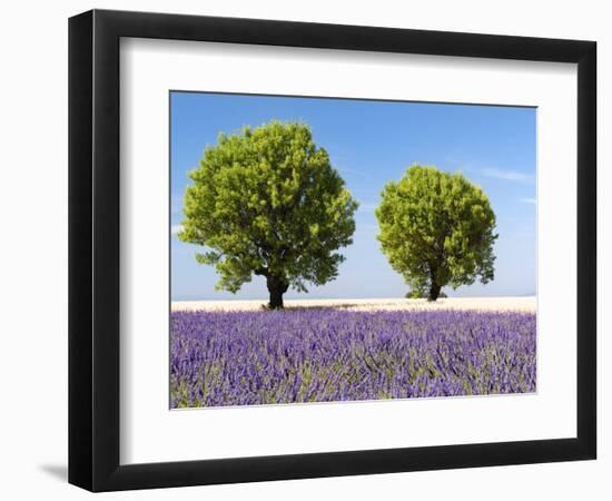 Two Trees in a Lavender Field, Provence, France-Nadia Isakova-Framed Photographic Print