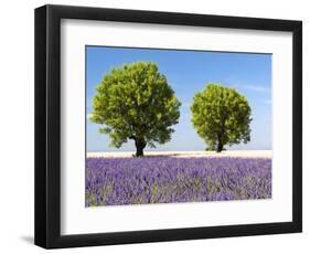 Two Trees in a Lavender Field, Provence, France-Nadia Isakova-Framed Photographic Print